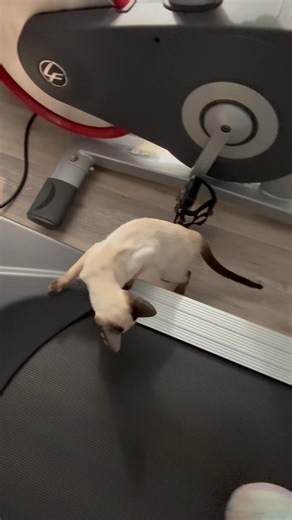 Let’s just say that cardio isn’t happening this morning! I was worried she might get a paw or tail caught so I watched closely a couple times hoping she would get over it, but she was enthralled! | Catherine Ann Wilson