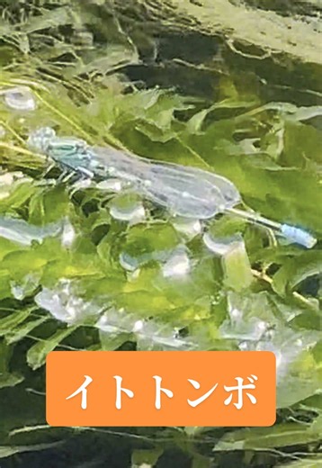 イトトンボ #japan #自然 #生き物 #昆虫 #トンボ #とんへほ @🌈🪽葡萄色の空🪽🌈