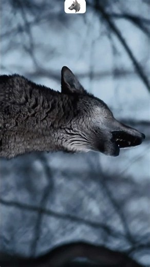 Wolf Howling in the Dark Forest 🐺 #shorts #aesthetic #wolf #nature #silentscapes