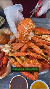 Lobster’s Shocking Past You Never Knew! #inventions #genius #lobster #sea #seafood #construction #factory #ingeneering #innovation #didyouknow #ingenious #gadgets #why | Iqutech