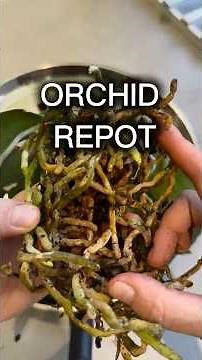 Repotting My 4-Year-Old Orchid | What I Learned Along the Way