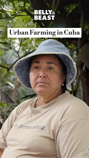 Belly of the Beast Cuba on Instagram: "Roger and Ismar had been farmers for years, but in 1994 they made a radical change, turning to organopónicos—urban organic farms that would soon spread across the country. On fewer than 1,300 square meters, they now grow more than 250 plant species. Their system is 100% organic, resilient to hurricanes and capable of feeding a family and community. 🎬 Part of our short video series on Cuban agroecology, leading up to Our Agroecology, Our Future — Premieres 