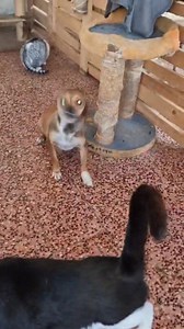 Die kleine Lilly,lebt bei ihrer Pflegemama in Bosnien,mit vielen Katzen,friedlich zusammen 🍀🐾 | Ankerhunde e.V.