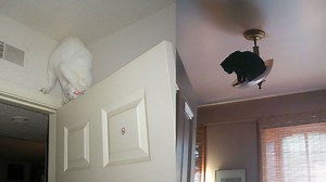 10 macska, akiknek fura pózokban és helyeken kerek a világ – vicces képek