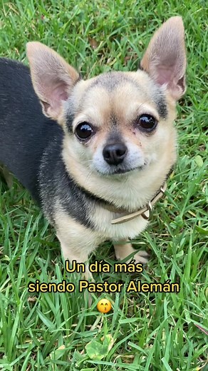 Chihuahua and German Shepherd Funny Interaction Compilation