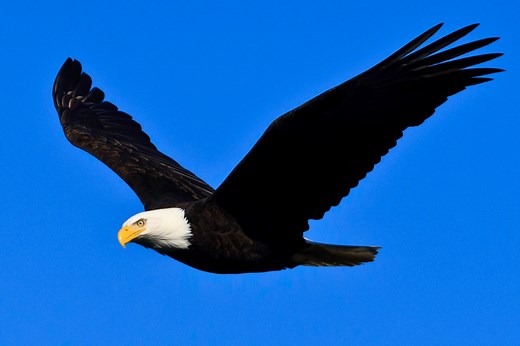 Bald Eagle - Channel Islands National Park (U.S. National Park Service)