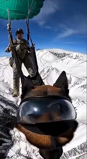 Military Dogs Jump Out of Planes Like Navy SEALs #military #k9 #elite