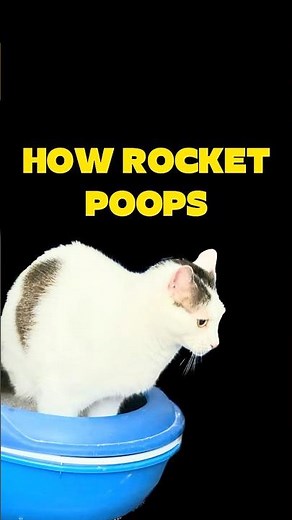 How Rocket poops #twoleggedcat #cat #katze #specialcat