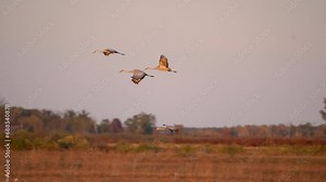 A group of sandhill cranes flies over the wetlands while one decides to land and roost for the evening