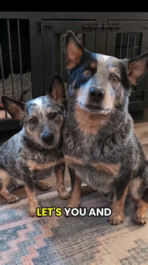if one is good, two must be better! right? RIGHT?! 😅😂 #australiancattledog #bluey #puppy #herdingdog #blueheeler