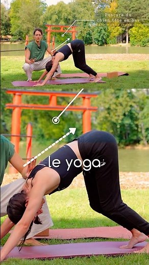 Chien tête en bas : MON CONSEIL POUR LES DÉBUTANT•ES