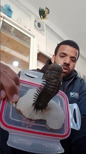 Rare Flying Trilobite Fossil Found in Morocco! 🌍🦴 #fossils
