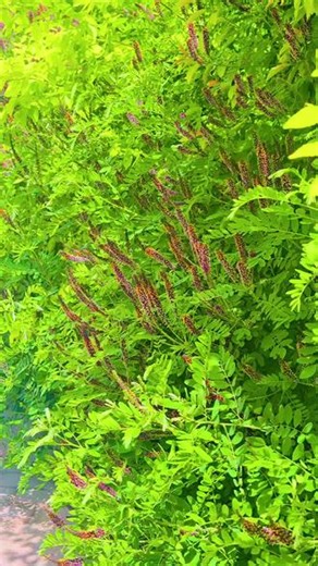 路边初识紫穗槐，花穗紫润灵动，看似普通路边灌木，却是生态绿化的主力军，大自然的宝藏植物呀～