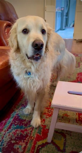 Dis Bubba scared of dat pink stool. #bigbaby #badboy #beer #goldensofinstagram @topfans | Along Came Polly, Rosie and Bubba