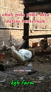 27K views · 377 reactions | Ubah pola pikir kita dalam berternak | Sudono Kgb Fram | Facebook