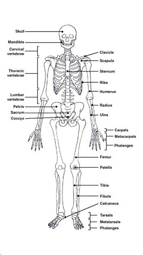 Human Skeleton l Skeletal System l Skeleton Diagram l मानव कंकाल l कंकाल तंत्र l YouTubeShorts