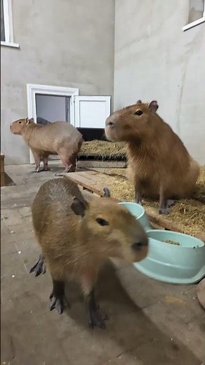 AWW! 😍 Cutest Capybara Baby Ever — So Curious About Everything! 🐹💖