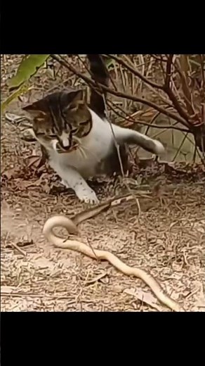 Why cats easily defeat snakes 🤔