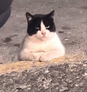 was about to get in my car until i found this very distinguished gentleman on the sidewalk | Kane Trujillo