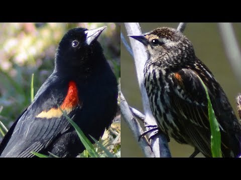 Red-winged blackbird mating call / song / sounds & habits / behavior