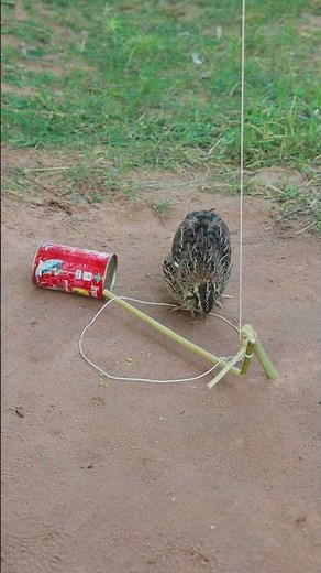 Unique DIY Bird Traps #shorts