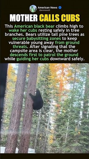 AMERICAN BLACK BEAR MATERNAL CUB GUARD