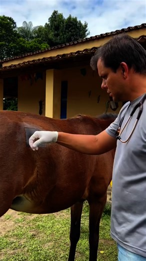 Astrid Poirier🇩🇪 🇰🇼 on Instagram‎: "Why: Trocarization is an emergency procedure used in horses with severe gas colic. When the large intestine is dangerously distended, pressure threatens breathing and circulation. How it is done: A veterinarian inserts a sterile trocar and cannula through the abdominal wall into the cecum, allowing trapped gas to escape. This provides immediate relief and can be life-saving. Feeding after Trocarization: • Begin with small amounts of easily digestible forag