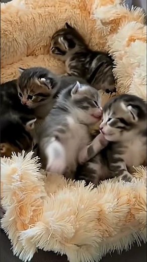 Cute Baby Cats Enjoying Together | Adorable Kittens Playing | Viral Cats Compilation