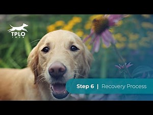 TPLO Info Step 6: Recovery Process