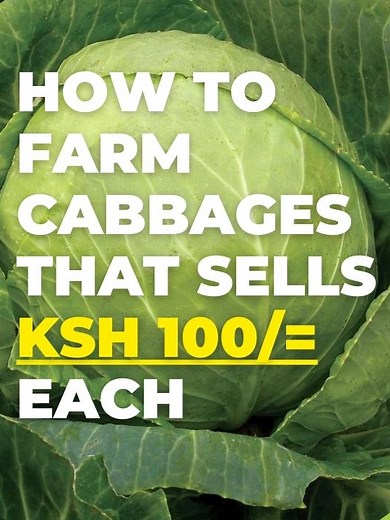 How to grow big cabbages faster and get Good prices. Learn everything from the Best time to plant cabbages, the best cabbages to plant in Kenya and the secret to selling cabbages at the highest prices.#cabbagesfarminginkenya #cabbagefarming #fypp#fyp#fypシ#foryou #foryoupage #farmworxkenya #kenyantiktok #trending #kenyanfarming #bestcabbagestoplant @royalseed @utravetis