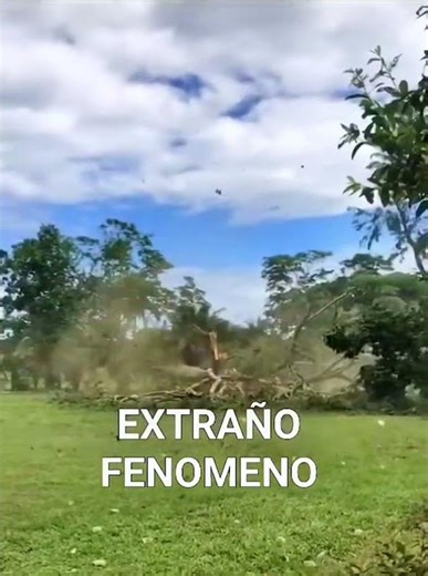 Mysterious Tree Explosion Caught on Camera#StrangePhenomenon #UnexplainedMystery