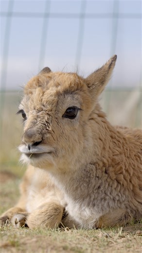 At the Sonam Dargye Protection Station in Qinghai, the rescued Tibetan antelope calves are thriving. With each graceful leap, these curious little explorers take on the vast world around them – one hop at a time! #EcoFuture #EcoCivilization #HarmonyKeepers #NationalDay #PRC75Years #ChinaTravel | China Plus Culture