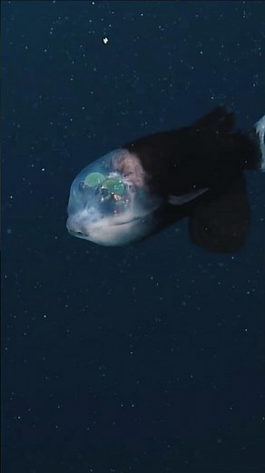 This Fish Has a Transparent Head! | Barreleye Fish Facts #animalworld