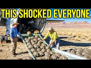 Florida Released Thousands of Tortoises Into a Barren Habitat — Years Later, It Turned Into a Forest