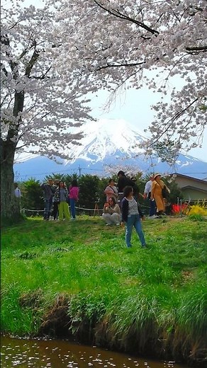 【富士と絶妙なタイミングの桜】 #山梨県 #忍野八海 #富士山 #お宮橋 #ソメイヨシノ #富士桜 #満開 #ライブカメラ