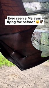 The Malayan flying fox is one of the largest bat species in the world, known for its impressive wingspan that can reach up to 1.5 metres. Despite the name, it does not actually fly like a fox. It is a fruit bat that feeds on figs, mangoes, and other fruits. Found across Southeast Asia, these bats play an important role in pollination and seed dispersal, helping keep forest ecosystems healthy. Amazing video by @lubeebatconservancy on TT Feel free to explore the gallery of these pages, where you c