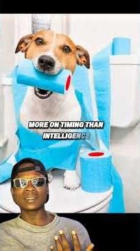 Dogs Potty training regression explained. #dogfacts #pottytraining #short