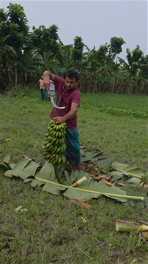 Banana Cutting Scene 🌲🍌(Ep-436). #shorts #food #farming
