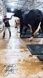 3.7M views · 25K reactions | Biggest bull of the farm | Biggest Bulls Photography | Facebook