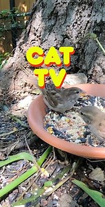 The Best Cat TV for Cats & Dogs, Videos to Watch All Day, Cat Entertainment for Your Pets HD #cattv