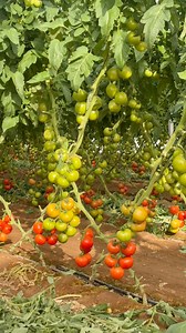 High Quality Tips #tricks #garden #tips | JUMOH Han