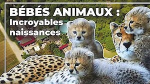 Documentaire | Bébés animaux : incroyables naissances !