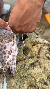 89K views · 230 reactions | Matulis ang laman | boy lamon tv | Facebook