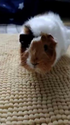 Guinea Pig pooping 💩