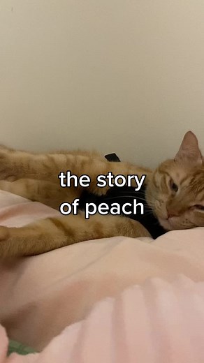 The Story of Peach: A Tale of Friendship with Fruit Cats
