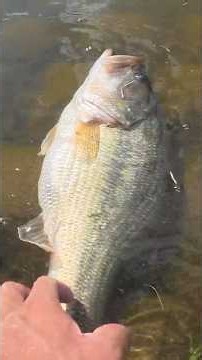It Was Big BUT I Needed Something Bigger…