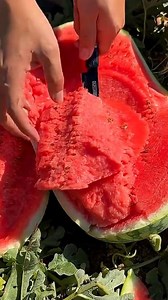 asmr opened a very red giant watermelon #watermelon #sweet #red #fresh #satisfying #cutting #nature @sorotan | Aji Gunawan