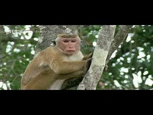 Best of Funny talking animals - BBC