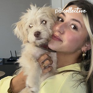 65K views · 619 reactions | Help this rescue dog in his amputation...