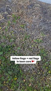 37 reactions | Grow a greener lawn that’s better for pets, people, and planet with Sunday. | Sunday | Facebook